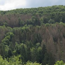 (04) Waldschäden im Rurtal bei Heimbach