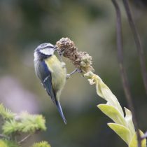 (10) Blaumeise am Samenstand einer Königskerze