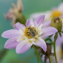 (11) Bienenbesuch auf einer Mignon-Dahlie