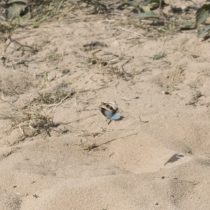 (19) Die Blauflügelige Ödlandschrecke (Oedipoda caerulescens) im Flug