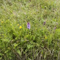 (15) Blühendes Knabenkraut bei Nettersheim
