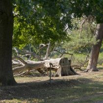 (21) Eichen in der Wahner Heide
