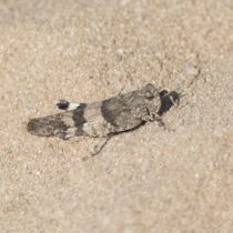 (20) Die Blauflügelige Ödlandschrecke (Oedipoda caerulescens), sitzend