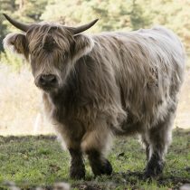 (18) Schottisches Hochlandrind, Herde in der Nähe von Kall