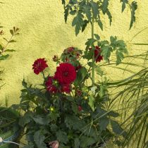 (14) Rote Dahlien und Tomaten in einem alten Eimer