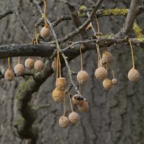 (12) Der alte Ginkgo in Rodenkirchen hat viele Früchte