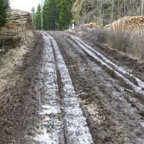 (29) Waldweg bei Rinnen / Eifel