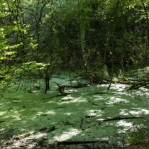 Grünes Chaos, Digitalfoto, Aufnahme aus dem Königsdorfer Wald, Sommer 2016