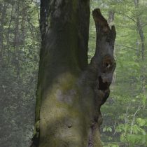 K016_Baum_0853_klein
