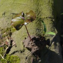 K134_Minibaeume_10x10_Buchenkeimling