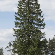 K142_Fichte-Gerolstein1zu2-2296-scaled