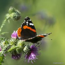 Admiral auf Distel, Foto: Elke Glatzer