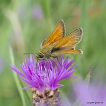 Dickkopffalter auf Flockenblume, Foto: Elke Glatzer