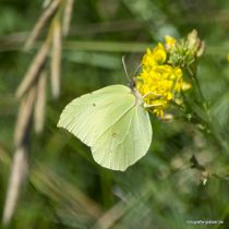 Zitronenfalter, Foto: Elke Glatzer
