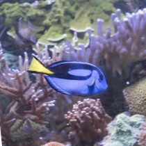 Doktorfisch Foto Elke Glatzer