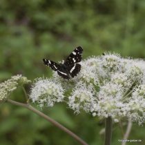 Schmetterlingspfad bei Nettersheim: Landkärtchen, Foto: Elke Glatzer