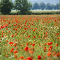 Mohnblumen_0674_ktl