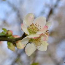 Nr. 96 Apfelblüte