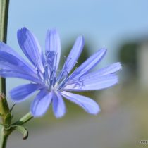 Nr. 97 Wegwarte