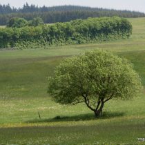 Nr. 108 Eifelbaum