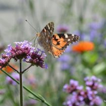 Nr. 119 Schmetterling