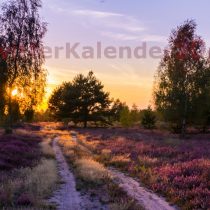Galeriebild3-09-Heide