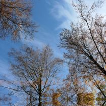 Januarbild: Blick in den Himmel