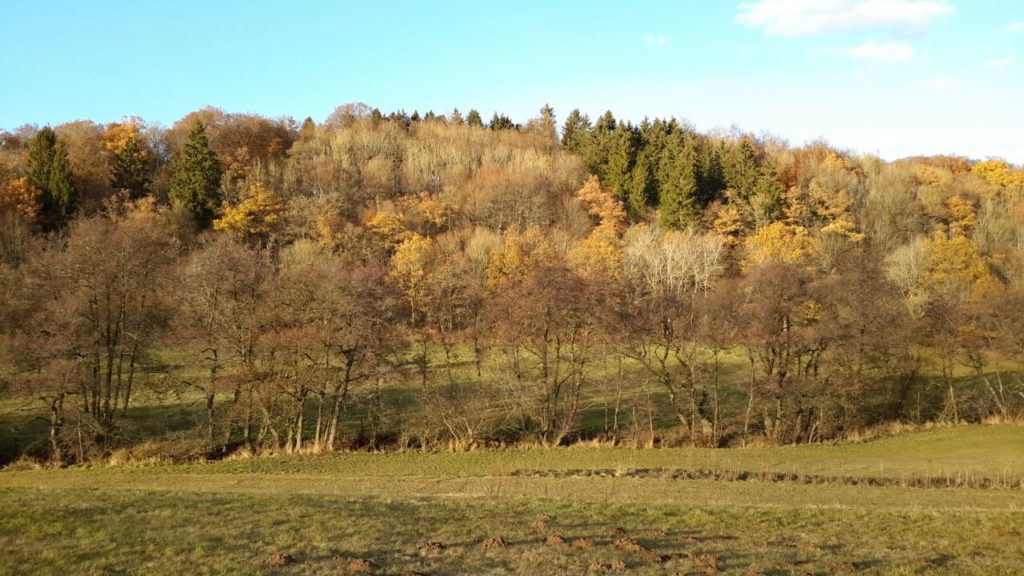 Das herbstliche Genfbachtal bei Nettersheim - "nur" mit dem Tablet aufgenommen.