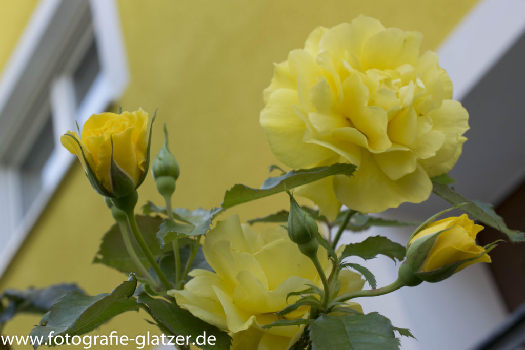 Gelbe Rosenblüten vor der gelben Hausfassade