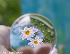 Eine Hand hält eine Glaskuge mit zwei Dahlienblüten