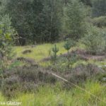 violettes Heidekraut blüht zwischen jungen Kiefern und Birken