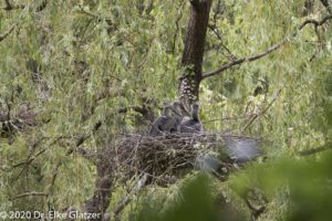Nest mit drei Jungvögeln in einer Weide