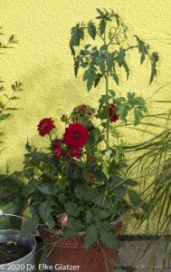 Rote Dahlien und Tomaten in einem alten Eimer