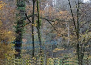 Herbstwald an der Wupperhängen bei Solingen