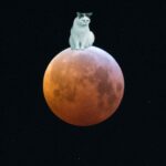 Eine Collage mit einer mürrisch dreinblickenden Katze auf dem Mond
