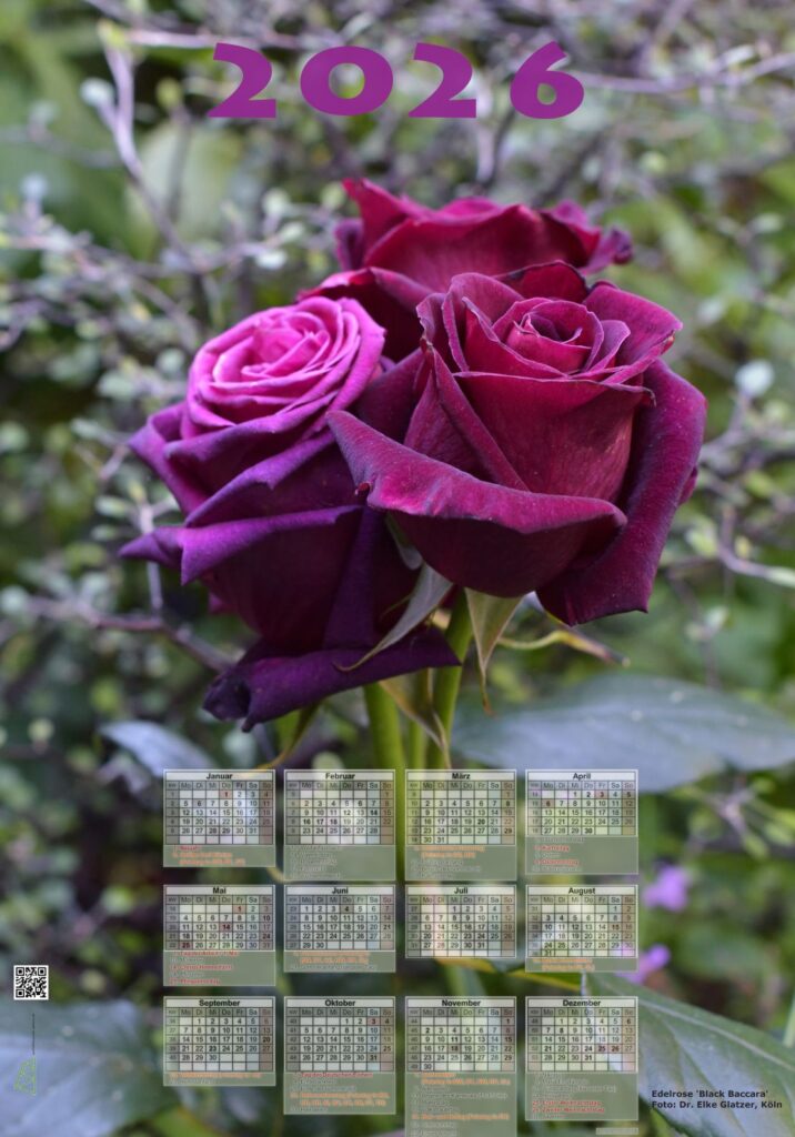 Kalenderplakat 2026 mit Rose