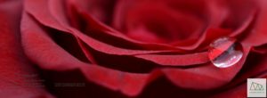 Rose mit Tropfen, dunkelrot