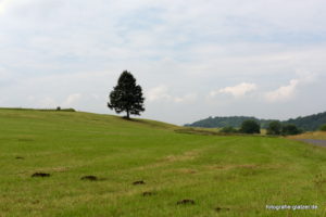 Fichte bei Nettersheim, Fot: Elke Glatzer